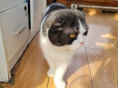 -猫小院猫主题餐厅(南锣旗舰店)