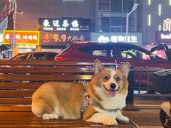 -宠福鑫康馨动物医院·骨科·眼科