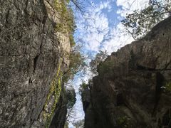 -天目山大树王景区