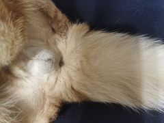 -伟伟宠物医院·CT影像中心·瑞派犬猫综合性门诊(汉口总院)