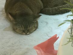 -momokira米努特·德文卷毛猫·棉花面纱犬
