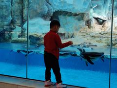 -帝企鹅自助餐厅•儿童岛•真企鹅(长隆企鹅酒店)