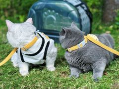 -重庆市江北嘴中央商务区中央公园