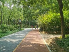 -大兴滨河森林公园