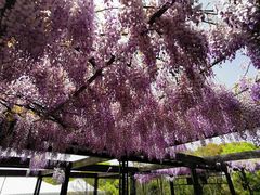 -上海鲜花港