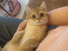 -贝康宠物医院·犬猫全科·小动物特色诊疗中心(东环路店)