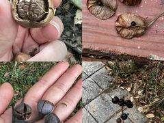 -中国科学院华南植物园