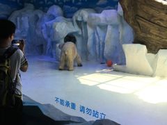 -芜湖新华联大白鲸海洋公园