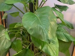 -香山湖渔家大院