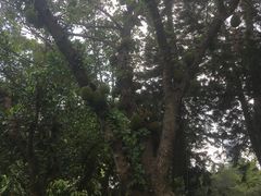 -人民公园(罗湖区)