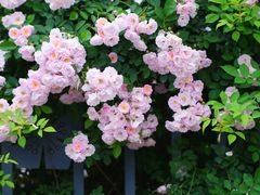 -杭州观成实验学校