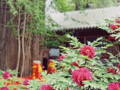 -潭柘寺景区