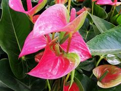 -北京植物园-展览温室