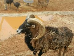 -泉州海丝野生动物世界