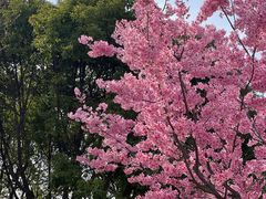 -顾村公园