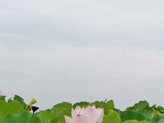 -嘉北郊野公园