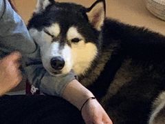 -Husky Go! 哈士奇体验馆·宠物咖啡厅狗咖