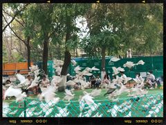 -长白岛森林公园