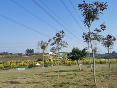 -紫颐香薰山谷景区