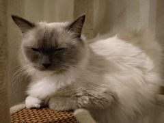 -喵喵咪呀布偶猫咖(春熙路店)