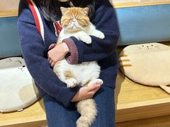 -滚猫咖啡·猫咖·猫友好撸猫(未来城店)