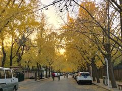 -三里屯东五街银杏大道