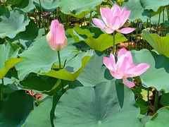 -莲花池公园