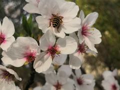 -高东镇樱花园