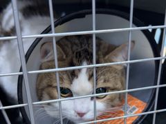 -芭比堂动物医院(广州爱宠下渡路分院)