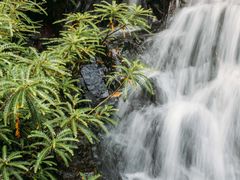 -呀诺达热带雨林