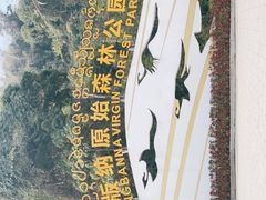 -西双版纳原始森林公园