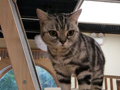 -猫和宫(六道口店)