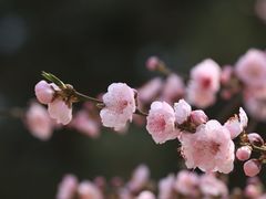 -国家植物园