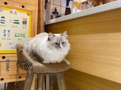-滚猫咖啡·猫咖·猫友好撸猫(未来城店)