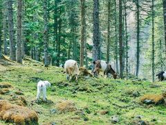 -硗碛藏寨·神木垒景区