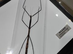 -上海昆虫博物馆
