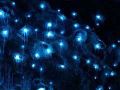 -怀托摩萤火虫洞