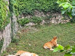 -西霞口神雕山野生动物世界