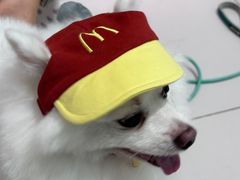 -安安宠医宠物医院·异宠·犬猫内科(岳阳分院)