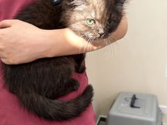 -安安宠医宠物医院·异宠·犬猫内科(岳阳分院)