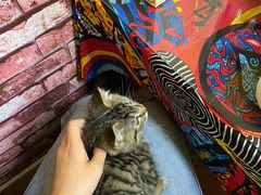 -弘烨 贵州酸汤 鱼火锅(东财店)