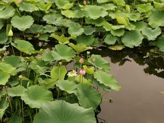 -荷塘月色湿地公园·向阳花洲