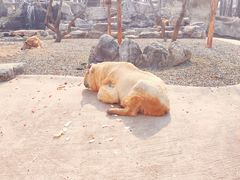 -北京野生动物园