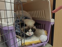 -瑞派康怡24h宠物医院·犬猫医疗中心·微创绝育(瑞景分院)