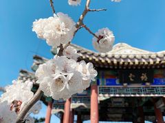 -香山公园