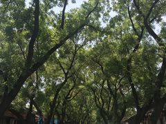 -北京国子监胡同