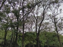 -北京西山国家森林公园