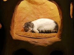 -猫猫幼稚园·撸猫·桌游·电玩