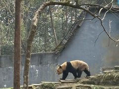 -中国大熊猫保护研究中心雅安碧峰峡基地