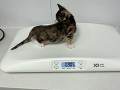 -博特宠物医院24h犬猫全科.骨科·异宠